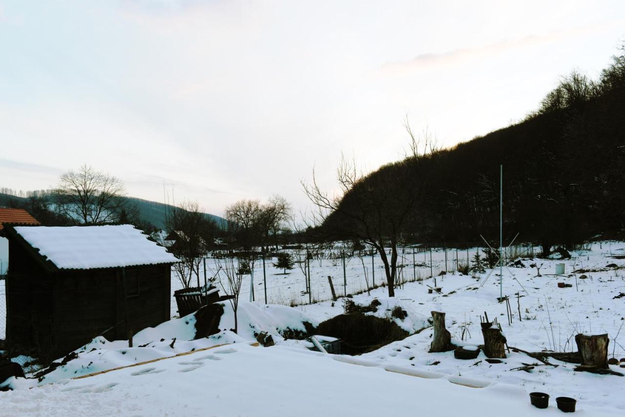 Cîmpu CetăţiiAster Panzio住宿加早餐旅馆 外观 照片