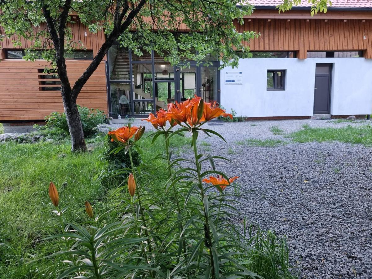Cîmpu CetăţiiAster Panzio住宿加早餐旅馆 外观 照片